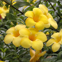 Allamanda