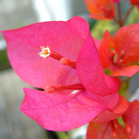 Bougainvillea