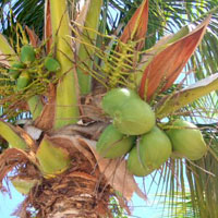 Coconut Palm Tree