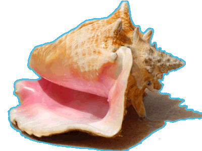 Queen Conch