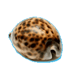 Tiger Cowrie