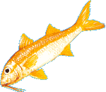 Yellow Goatfish