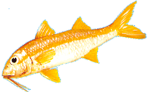 Yellow Goatfish