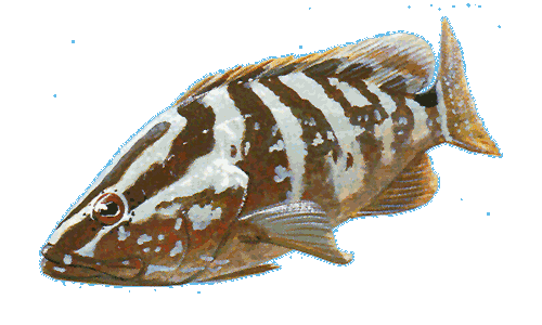 Nassau Grouper