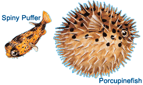 Spiny Puffer and Porcupinefish