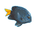 Yellowtail Damselfish