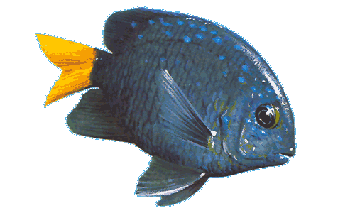 Yellowtail Damselfish