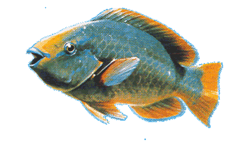 Rainbow Parrotfish