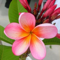 Frangipani