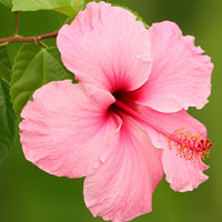 Hibiscus