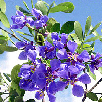 Lignum Vitae