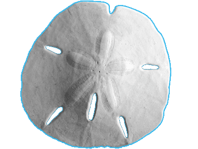 Sand Dollar