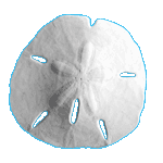 Sand Dollar