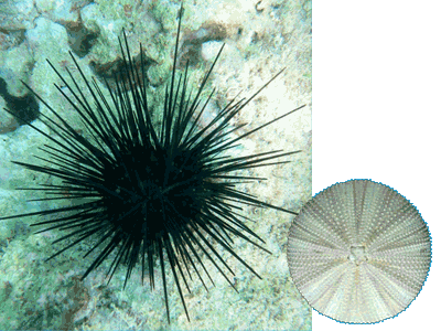 Sea Urchin