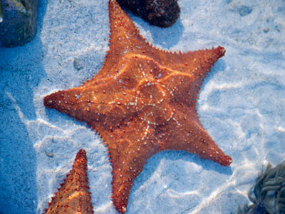 Bahamian Starfish