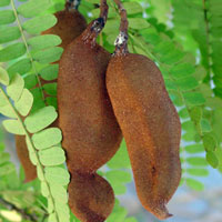 Tamarind