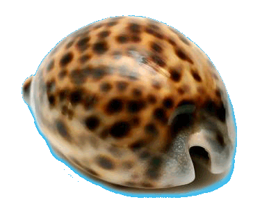 Tiger Cowrie