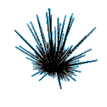 Sea Urchin